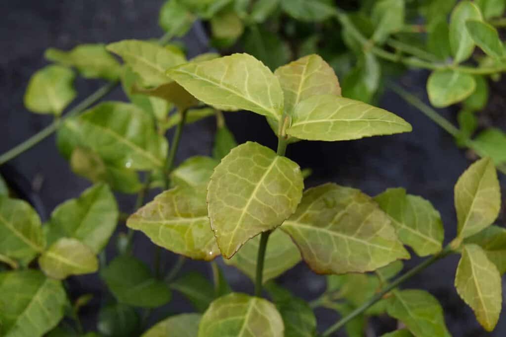 Euonymus fortunei 'Dart's Blanket' <span class="hidden specialOffer"></span> ---